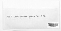 Acrospermum graminum image